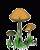 /album/houby/houby-016-gif/